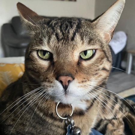 Missing Bengal Cats in Chafford Hundred, Grays
