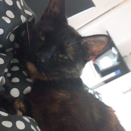 Missing Tortoiseshell Cats in Byram Cum Sutton