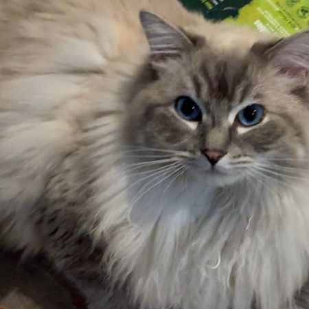 Missing Ragdoll Cats in Hinckley