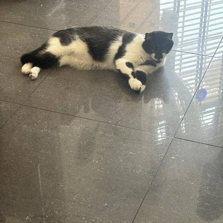 Missing Domestic Short Hair Cats in Barnet
