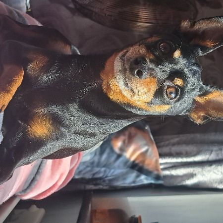 Missing Cross Mixed Dogs in Coventry