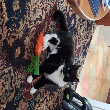 Missing Domestic Short Hair Cats in RADSTOCK