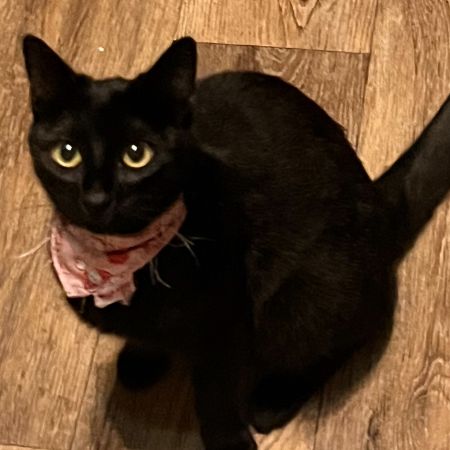 Missing Moggy Cats in Pontardawe
