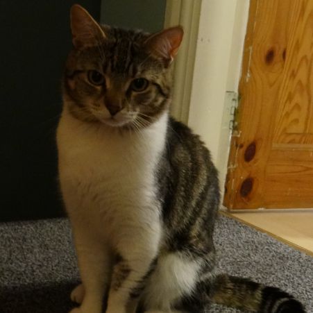 Missing Domestic Short Hair Cats in Dudley 