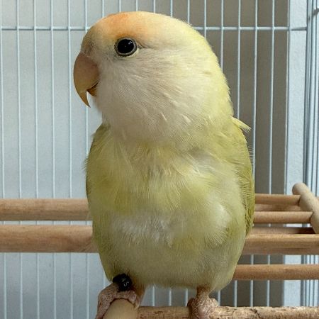 Missing Lovebird Birds in Twickenham