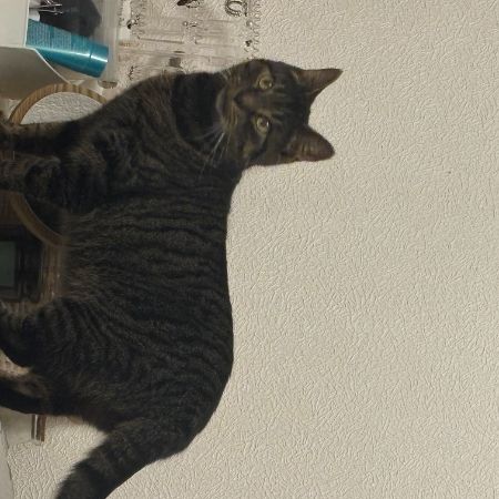 Missing Unknown - Other Cats in London