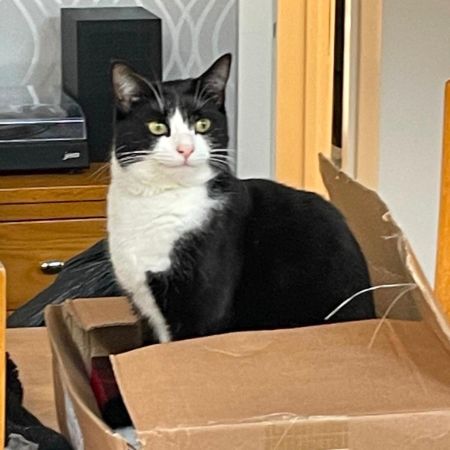 Missing Moggy Cats in Coventry 