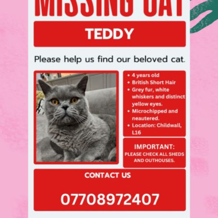 Missing British Short Hair Cats in Liverpool L16 1JB