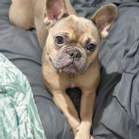Missing Bulldog Dogs in Handsworth, Birmingham