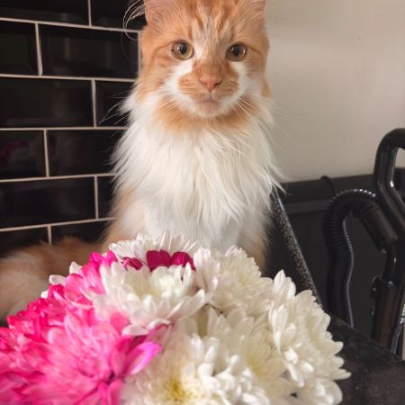Missing Moggy Cats in Hartlepool