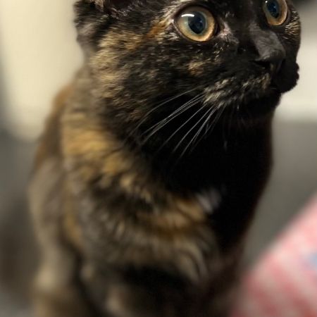 Missing Moggy Cats in Salford