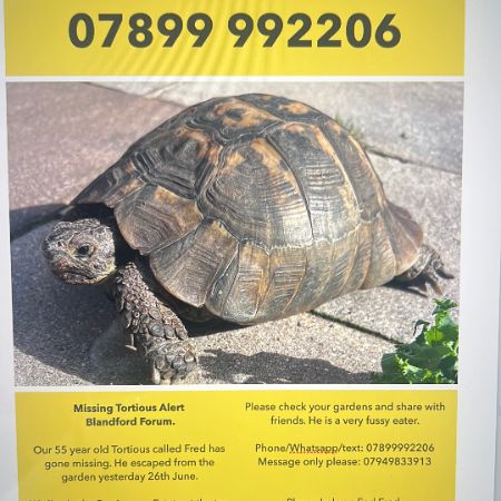 Missing Tortoise Exotics in Blandford Forum, Dorset