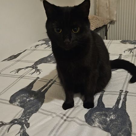 Missing British Short Hair Cats in Putney