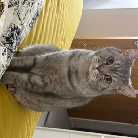 Missing British Short Hair Cats in London 