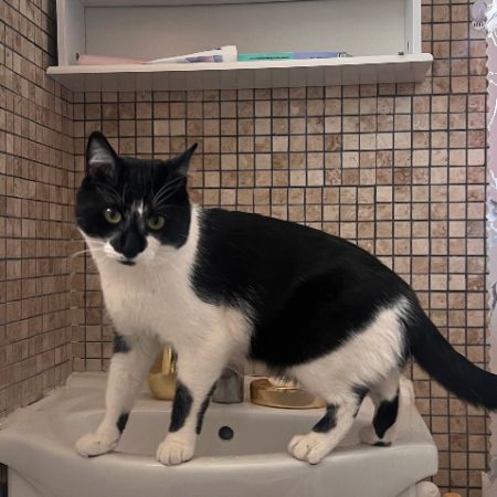 Missing Domestic Short Hair Cats in London