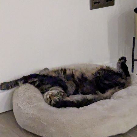 Missing Tabby Cats in Coulsdon