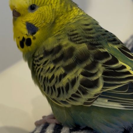 Missing Budgie Birds in Richmond, North Sheen