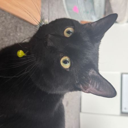 Missing Domestic Short Hair Cats in Cowplain