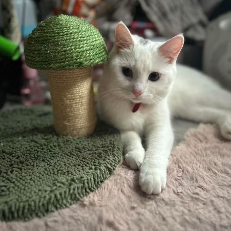 Missing Unknown - Other Cats in Pangshanger 
