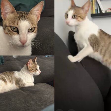 Missing Moggy Cats in London