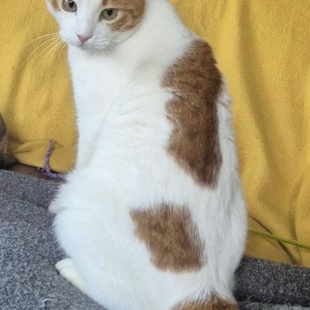 Missing Unknown - Other Cats in Lyne
