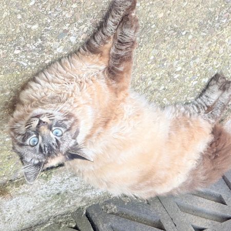 Missing Mixed Breed Cats in Birmingham