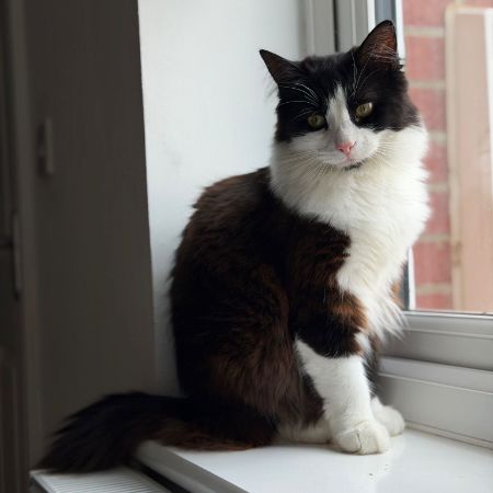 Missing Domestic Short Hair Cats in Newfield 