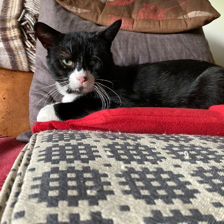 Missing Domestic Short Hair Cats in Anerely