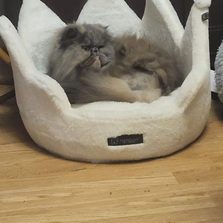 Missing Persian Cats in Brighton