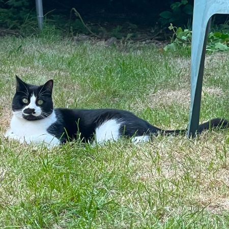 Missing Unknown - Other Cats in Edgware