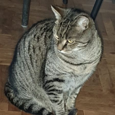 Missing Tabby Cats in London