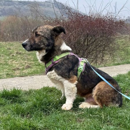 Missing Cross Mixed Dogs in Bo’ness
