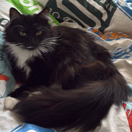 Missing Semi-Long Hair Cats in Yateley