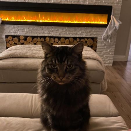 Missing Moggy Cats in Sudbury, Great Cornard 