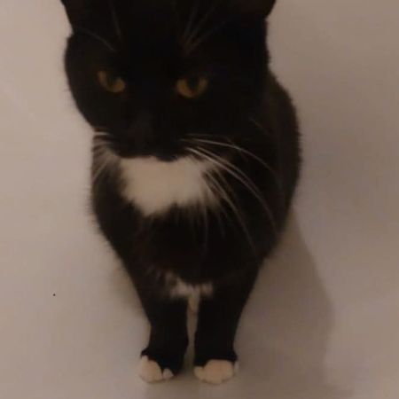 Missing Moggy Cats in Binfield