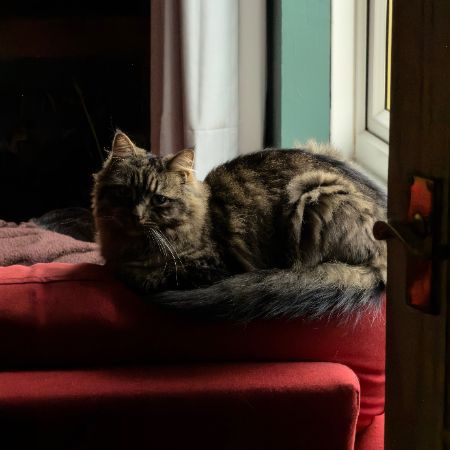 Missing Mixed Breed Cats in Ipswich
