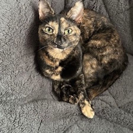 Missing British Short Hair Cats in Woolwoch