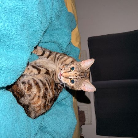 Missing Domestic Short Hair Cats in Strood