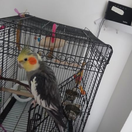 Missing Cockatiel Birds in Maidstone