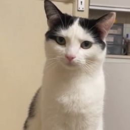 Missing Domestic Short Hair Cats in Sherburn In Elmet