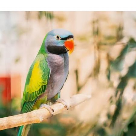 Missing Parrot, Parakeet Birds in Taunton 