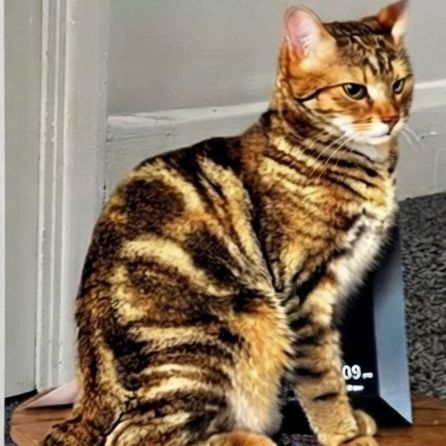 Missing Bengal Cats in Washington, Sunderland