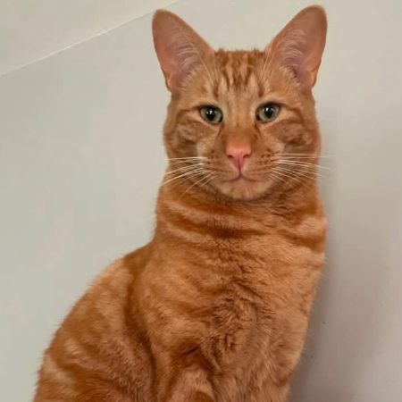 Missing Mixed Breed Cats in Bishops Stortford 