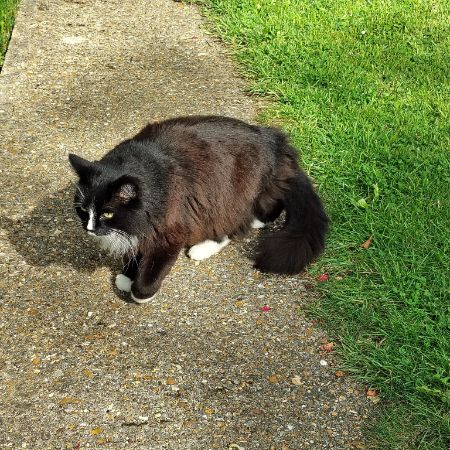 Missing Semi-Long Hair Cats in Cambridge