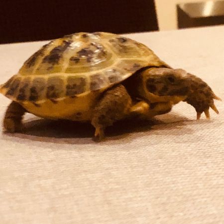 Missing Tortoise Exotics in Wyverstone 