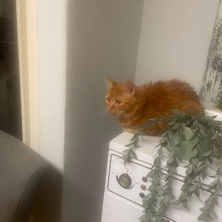 Missing Maine Coon Cats in Spalding
