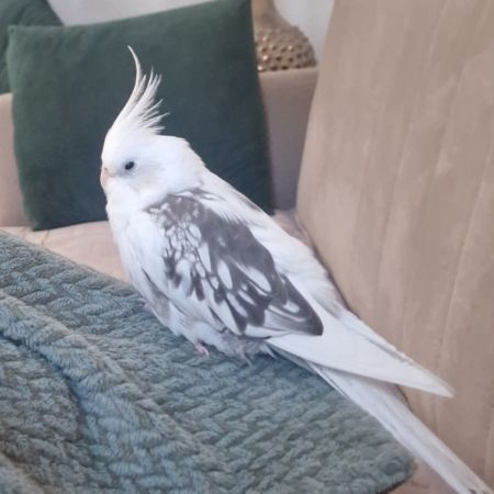 Missing Cockatiel Birds in Drayton 