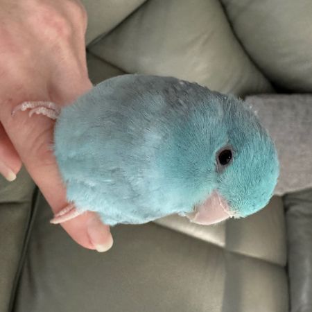 Missing Parrot, Parakeet Birds in Skegby, Sutton In Ashfield