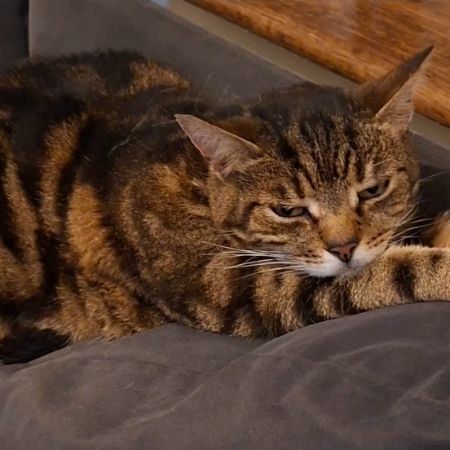 Missing Domestic Short Hair Cats in Watford