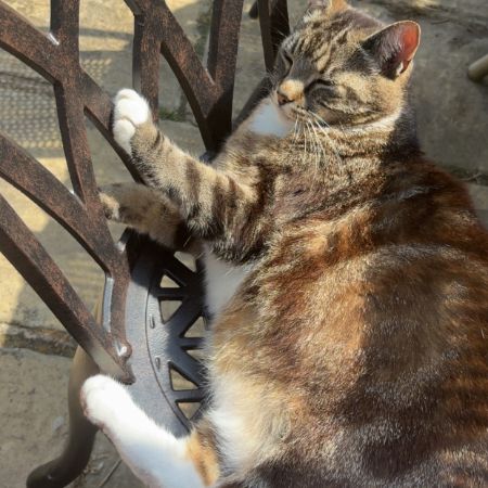 Missing Tabby Cats in Hythe, Southampton 